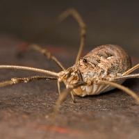 Harvestman 1 